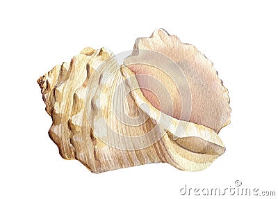 Seashell on isolated white background, watercolor illustration Cartoon Illustration