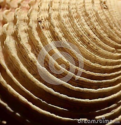 Seashell Stock Photo