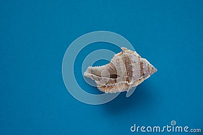 Seashell lying on blue background, travel souvenir, copy space Stock Photo