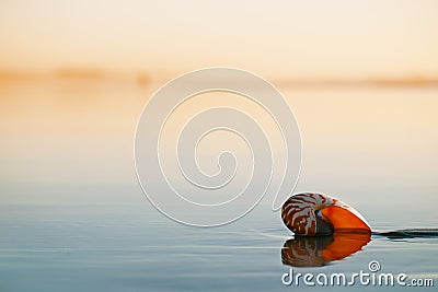 Seashell nautilus on sea beach under sunset sun light Stock Photo