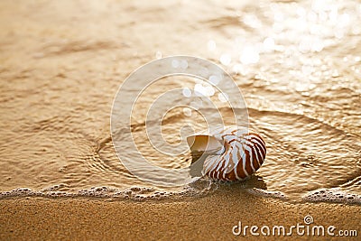 seashell nautilus on sea beach with waves under sunrise sun light Stock Photo