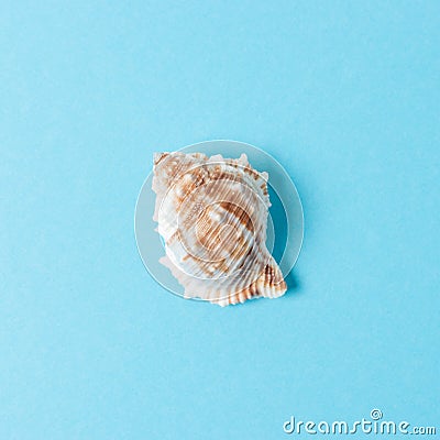 Seashell on pastel blue background. Summer minimal concept Stock Photo