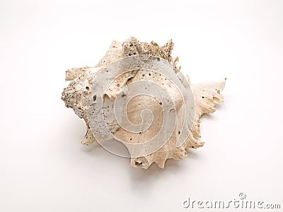 Seashell Ramose Murex on White Background Stock Photo