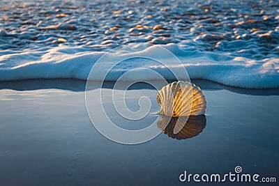Seashell on sand beach close to the water at sunset. Tranquil scene, relaxation, vacations, nature concept Stock Photo