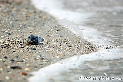 Seashell in the sand Stock Photo