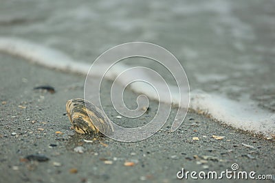 Seashell in the sand Stock Photo