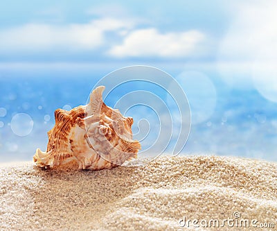 Seashell on the sandy beach Stock Photo
