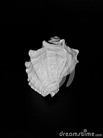 Seashell shell black and white Stock Photo