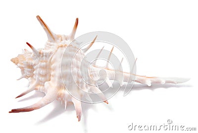 Seashell shell isolated Stock Photo