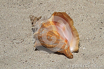 Seashell on the small island of Tobacco Caye, Belize Stock Photo