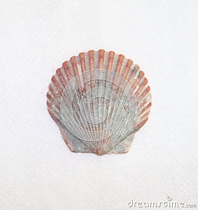 Seashell, Small, Multicolored, Broken . Stock Photo