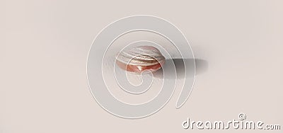 Seashell with small seashell inside Stock Photo