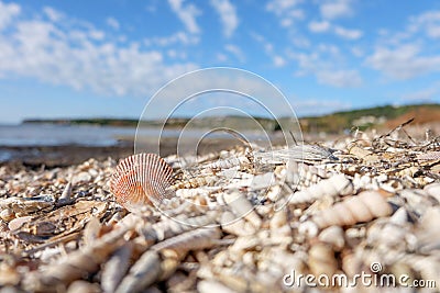 Seashell-strewn beach, single shell standing up Stock Photo