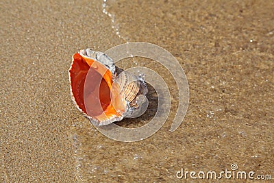 Seashell Stock Photo