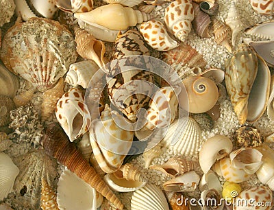 Seashell texture pattern Stock Photo