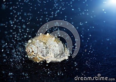 Seashell under the water Stock Photo