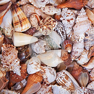 Seashell variety Stock Photo