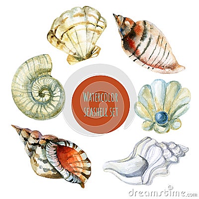 Seashell watercolor illustration Cartoon Illustration