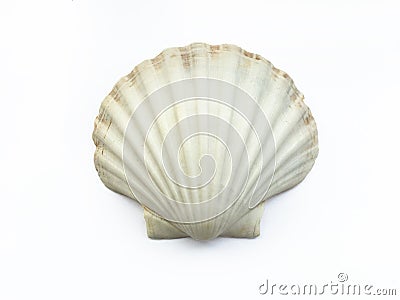 Seashell Stock Photo