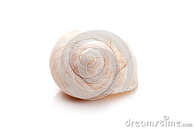 Seashell on white Stock Photo