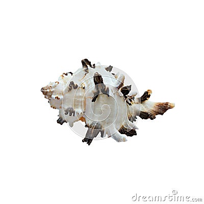 Seashell white with black edges, isolated on Stock Photo