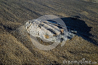 Seashell on a windswept Atlantic Ocean beach in the late afternoon sun. Stock Photo