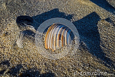 Seashell on a windswept Atlantic Ocean beach in the late afternoon sun. Stock Photo