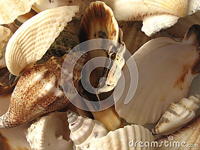The Seashells Stock Photo