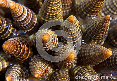 Seashells Stock Photo