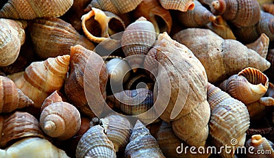 Seashells Stock Photo