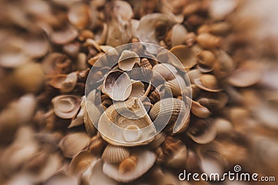 Seashells for backdrop. Mollusk shell. Marine background. Texture of the ocean shells. Seashell background. Sea shells Stock Photo