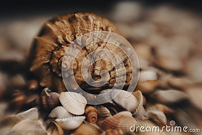 Seashells for backdrop. Mollusk shell. Marine background. Texture of the ocean shells. Seashell background. Sea shells Stock Photo