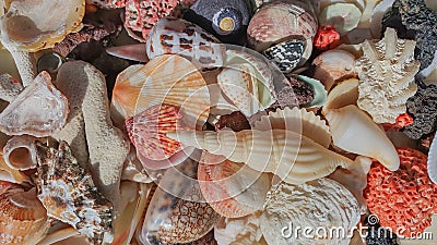 Seashells background, lots of amazing seashells, lava stone, red coral and mixed shells, mobile photo Stock Photo