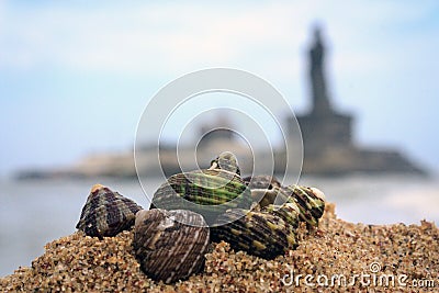 Seashells on the beach sand, Kanyakumari Stock Photo