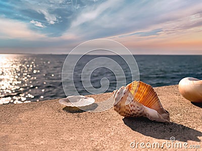 Seashells and bird feather on stone rock on sunset at blue sea summer sun reflection on water wave nature landscape Stock Photo