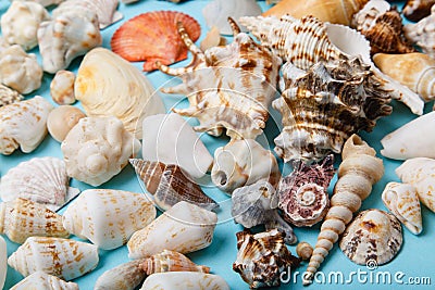 Seashells on blue background. Stock Photo