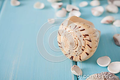 Seashells on blue wood, sea vacation background Stock Photo