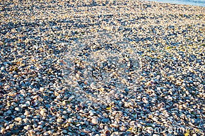 Seashells and clams on sunrise coastal sandy beach seascape Stock Photo