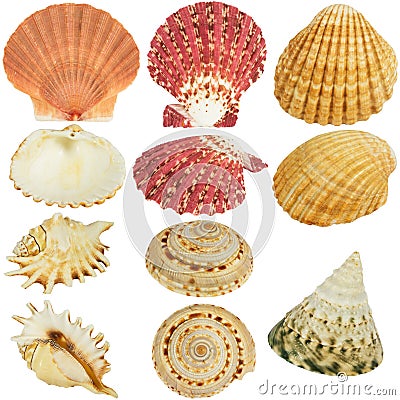 Seashells collection Stock Photo