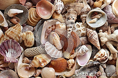 Seashells Stock Photo