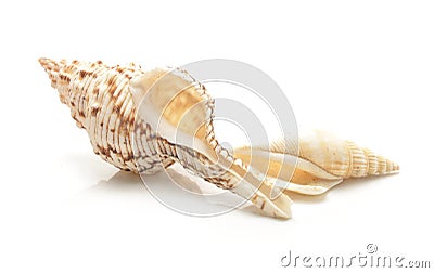 Seashells collection Stock Photo