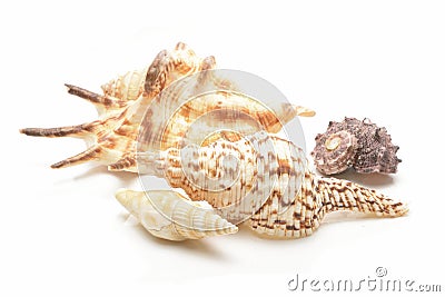 Seashells collection Stock Photo