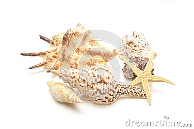 Seashells collection Stock Photo