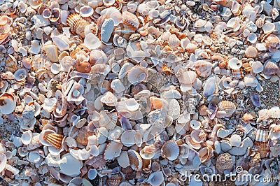 Seashells Stock Photo