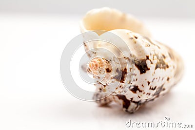 Seashells - colors and texture Stock Photo