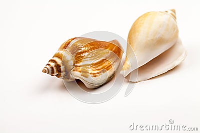 Seashells - colors and texture Stock Photo