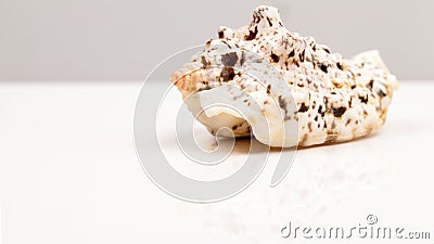 Seashells - colors and texture Stock Photo