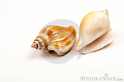 Seashells - colors and texture Stock Photo