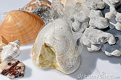 Seashells, coral fossil and pebbles Stock Photo