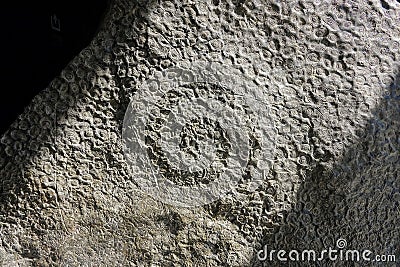 Seashells fossil Stock Photo